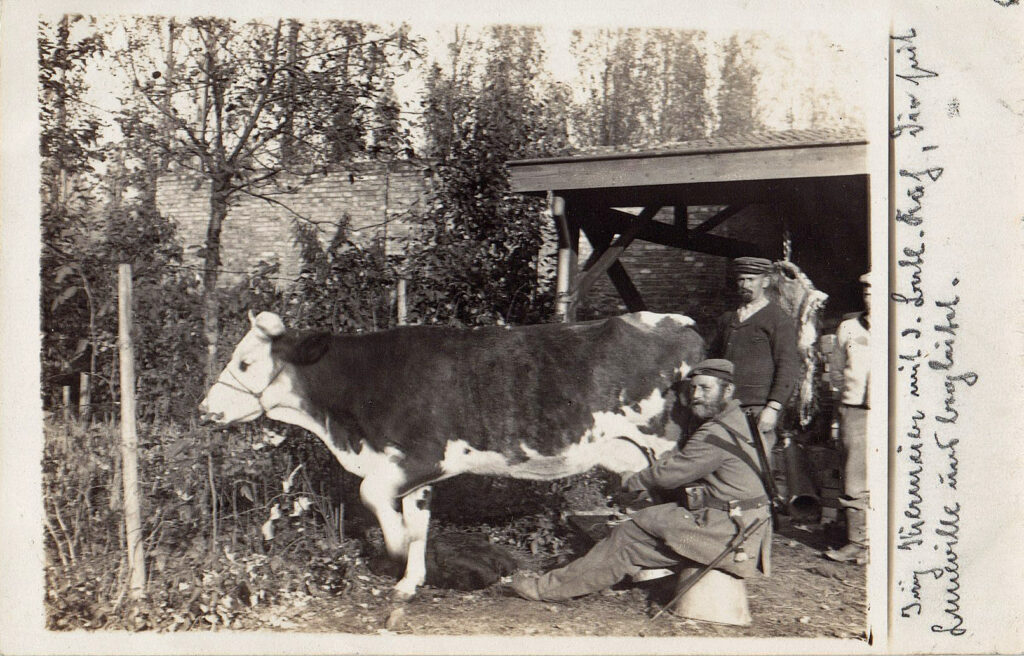 Lien vers Vaches et militaires