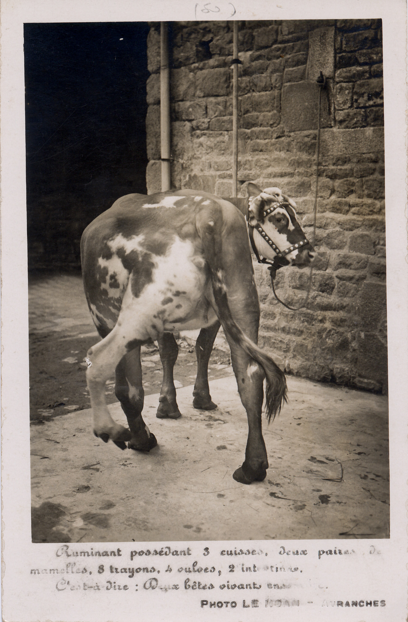 Vache possédant 3 cuisses 2 paires de mamelles 8 trayons 4 vulves et 2 intestins - Photo Le Noan -  Avranches