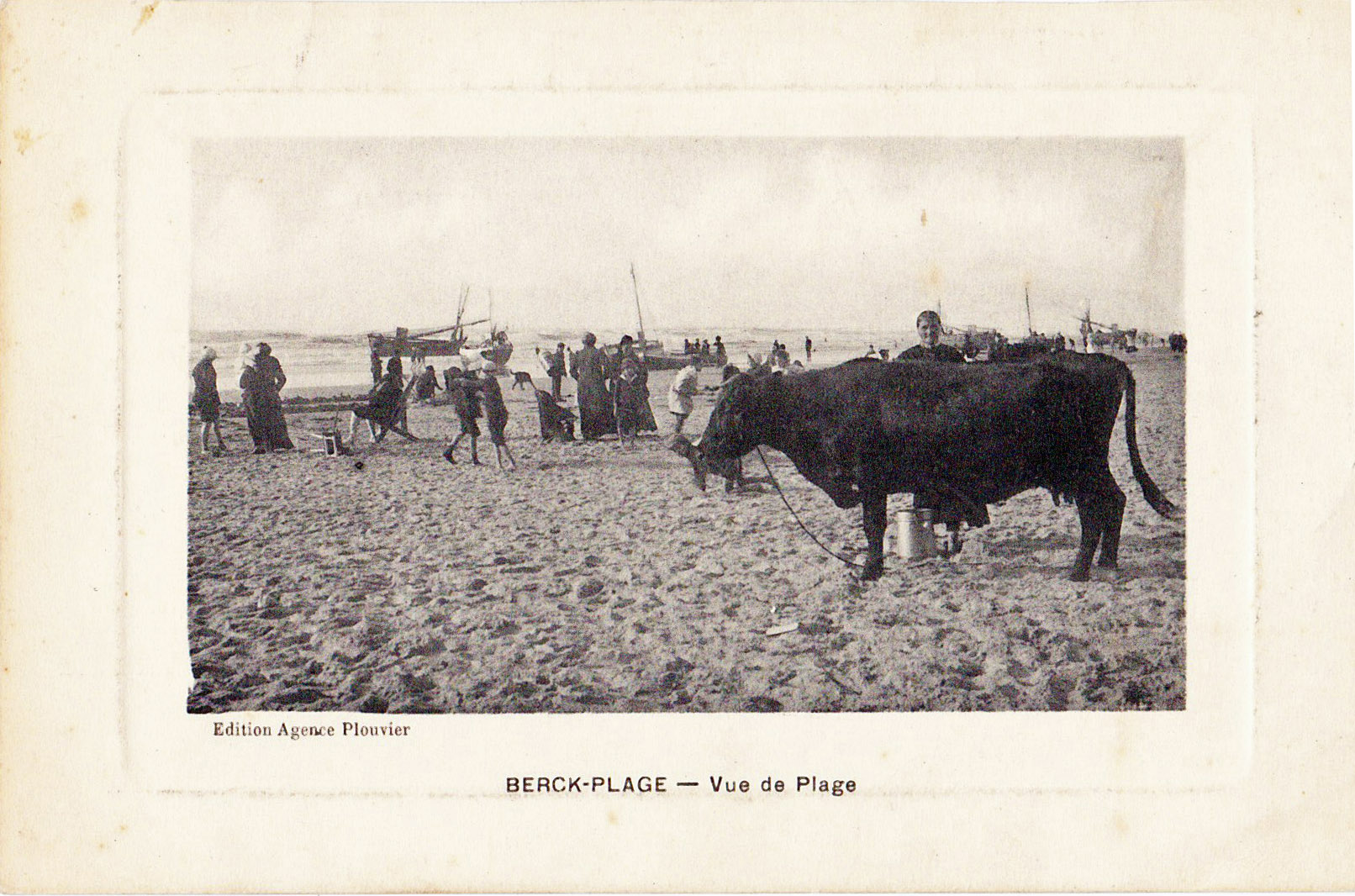 Berck-Plage - Vache sur la Plage