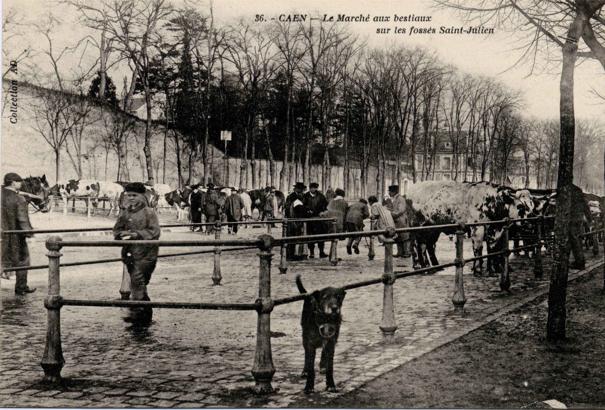 Caen - Marché aux bestiaux sur les Fossés Saint-Julien