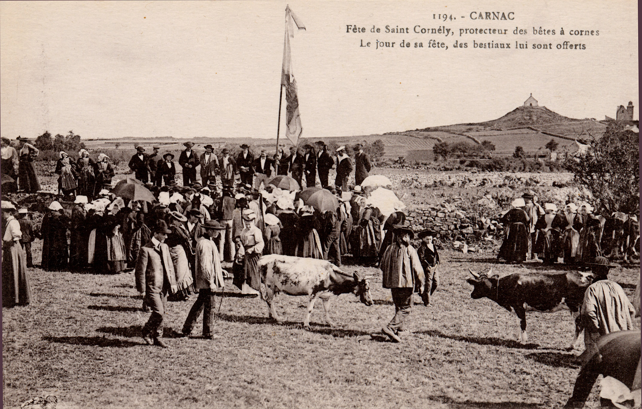 Carnac-  Fête de Saint-Cornely protecteur des bêtes à cornes