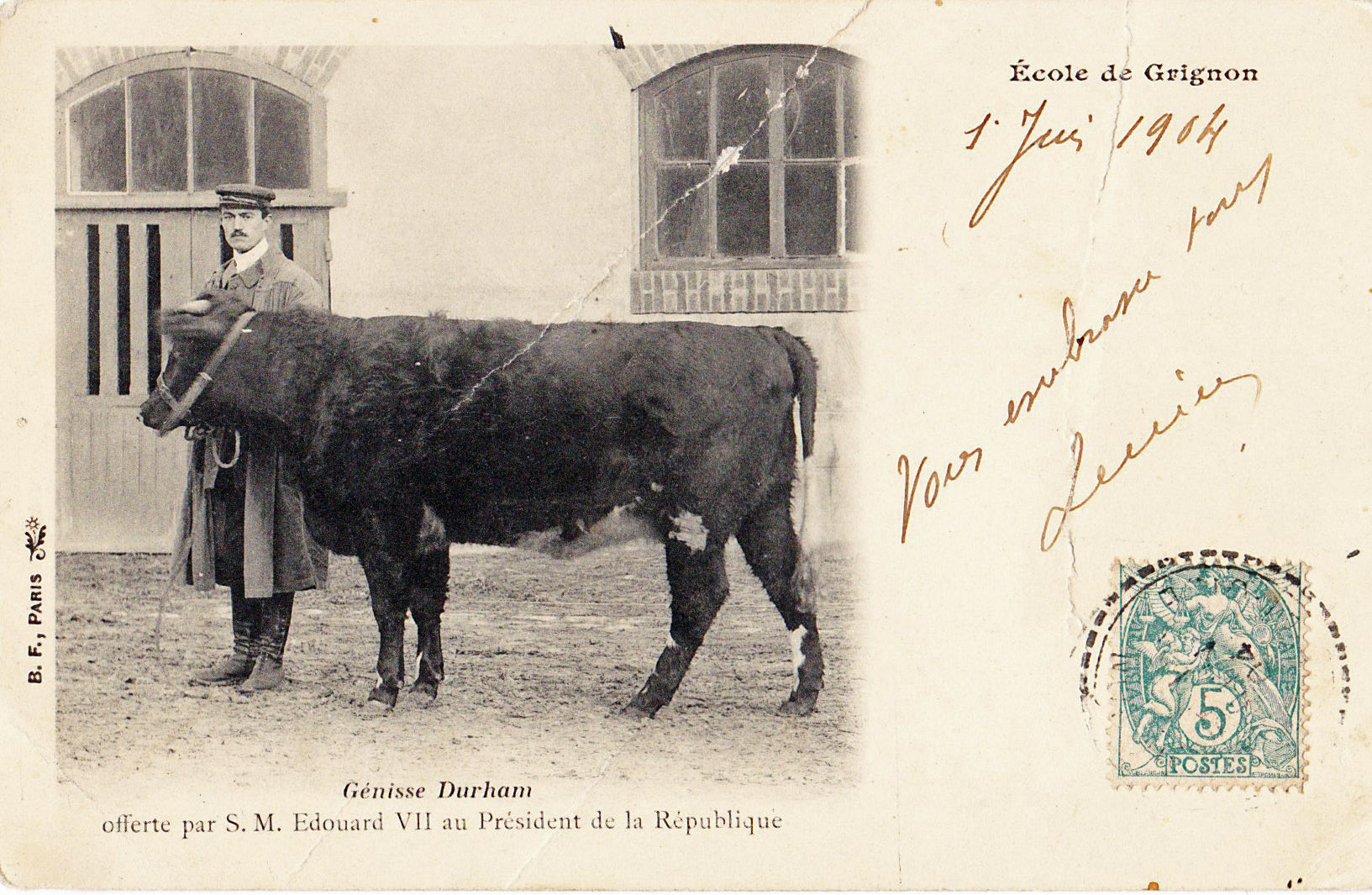 Ecole de Grignon - Génisse Durham 1904