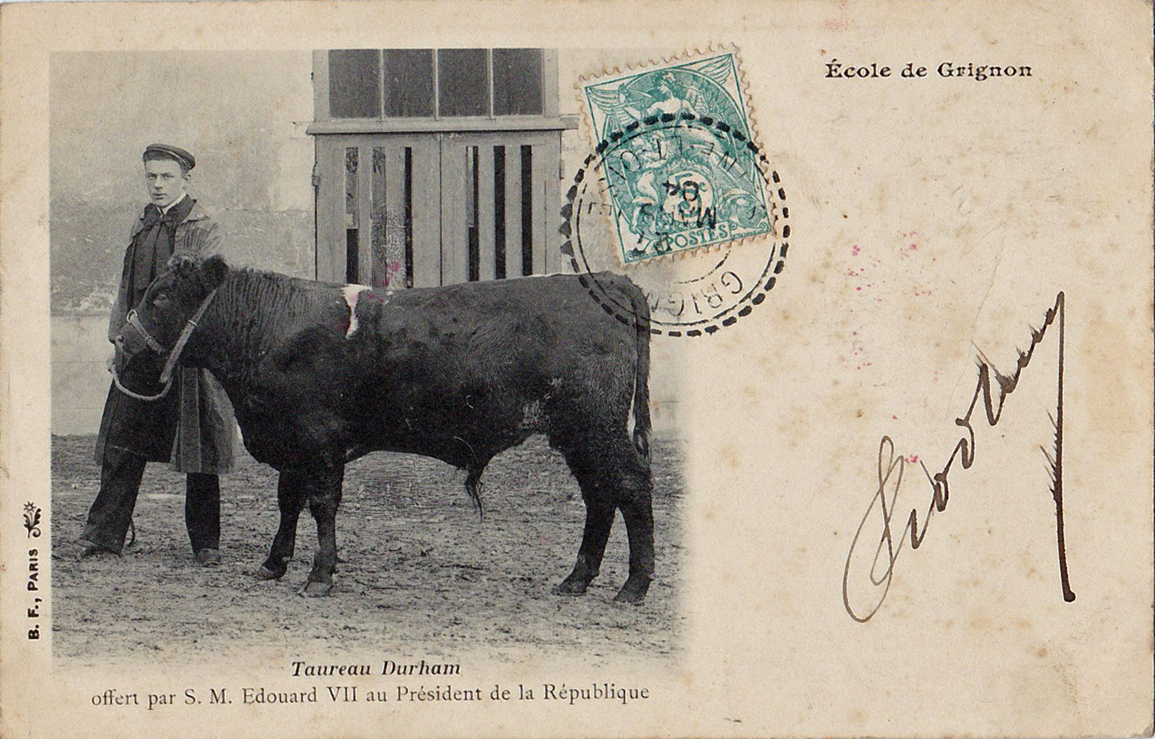 Ecole de Grignon - Taureau Durham 1904