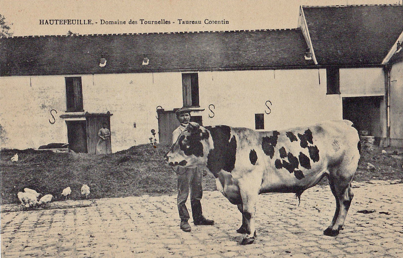 Hautefeuille - Domaine des Tourelles - Taureau Cotentin