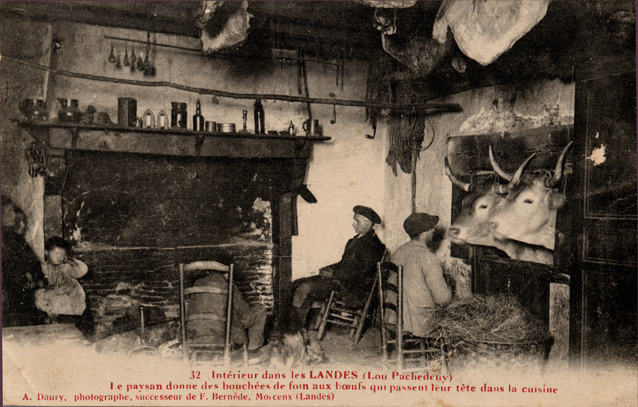 Intérieur dans les Landes - Le paysan donne le foin aux boeufs