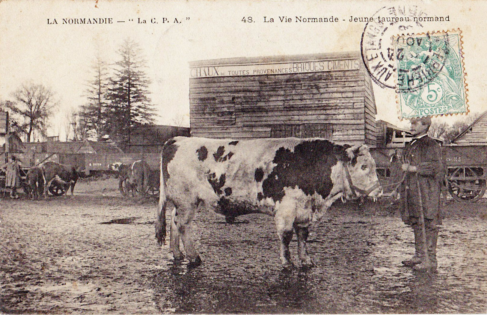 La vie Normande - jeune taureau normand