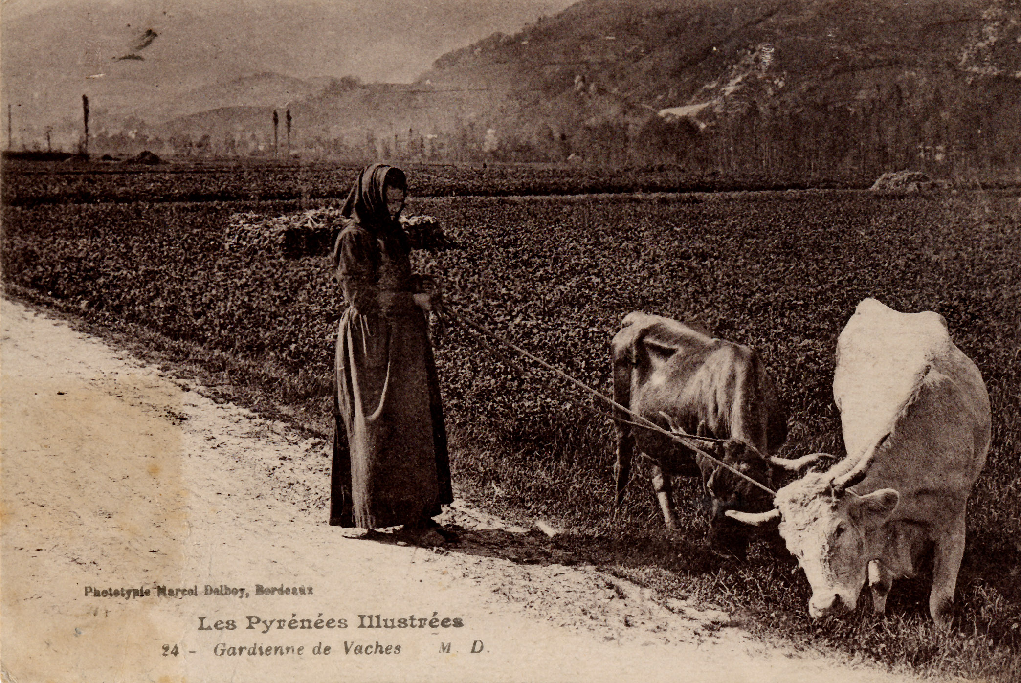 Les Pyrénées illustrées  - Gardienne de vaches