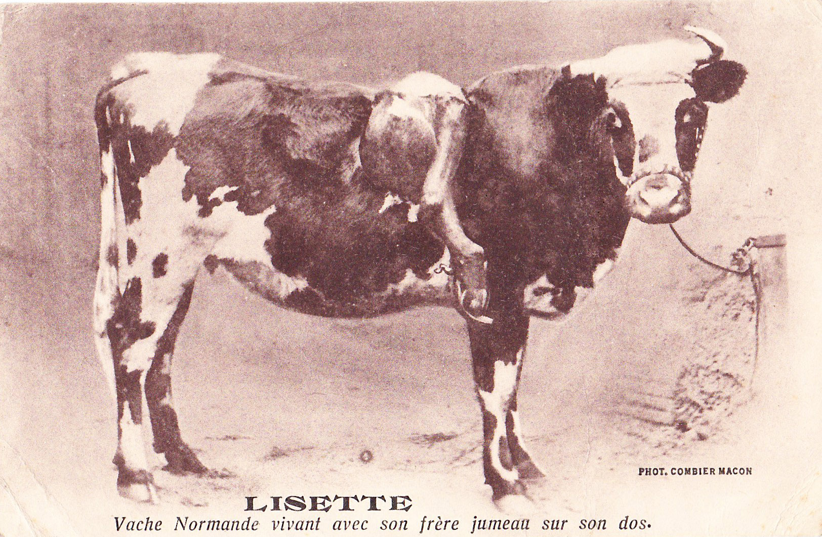 Lisette - Vache Normande vivant avec son frère sur le dos