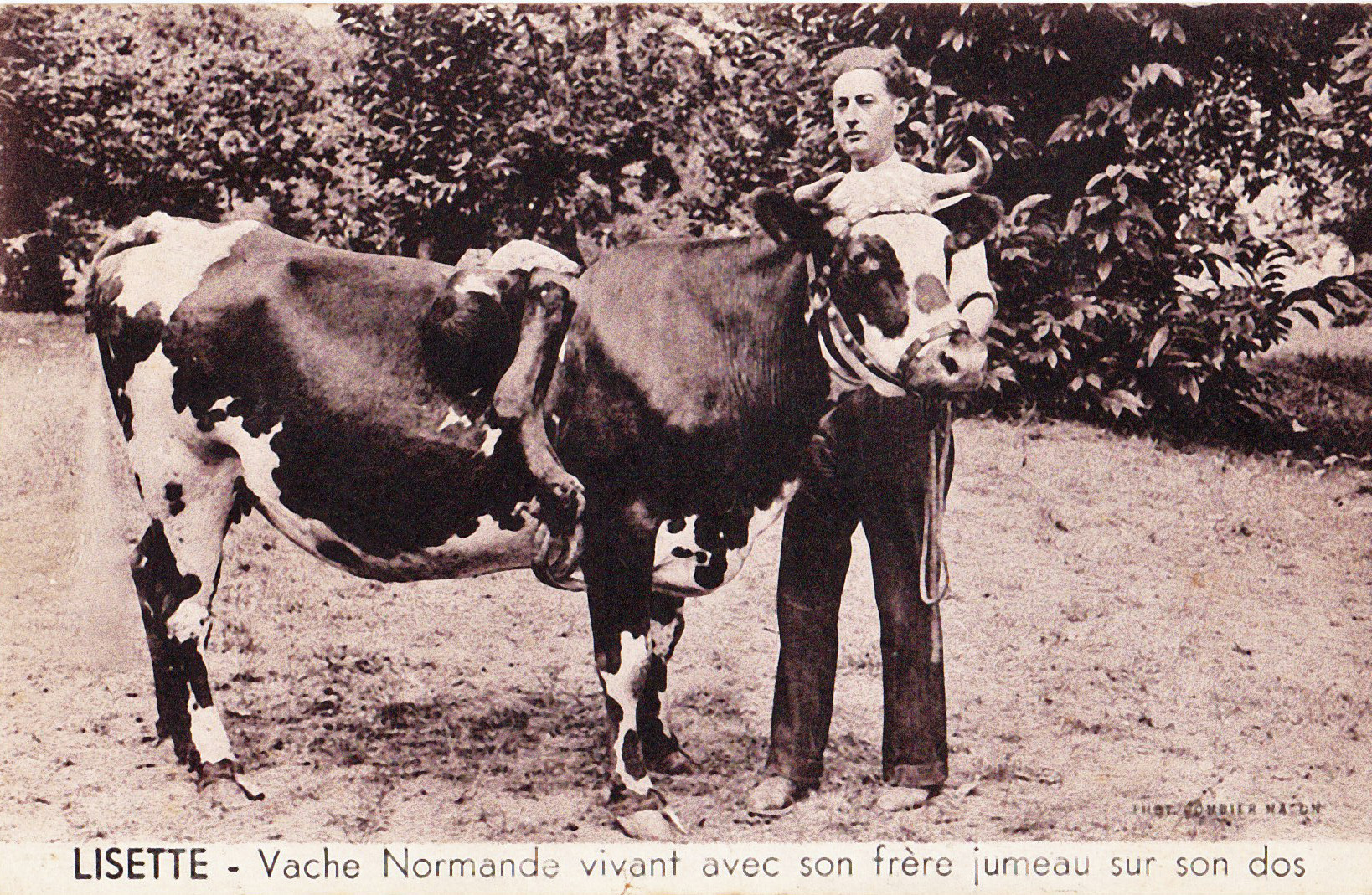 Lisette - Vache Normande vivant avec son frère jumeau sur le dos