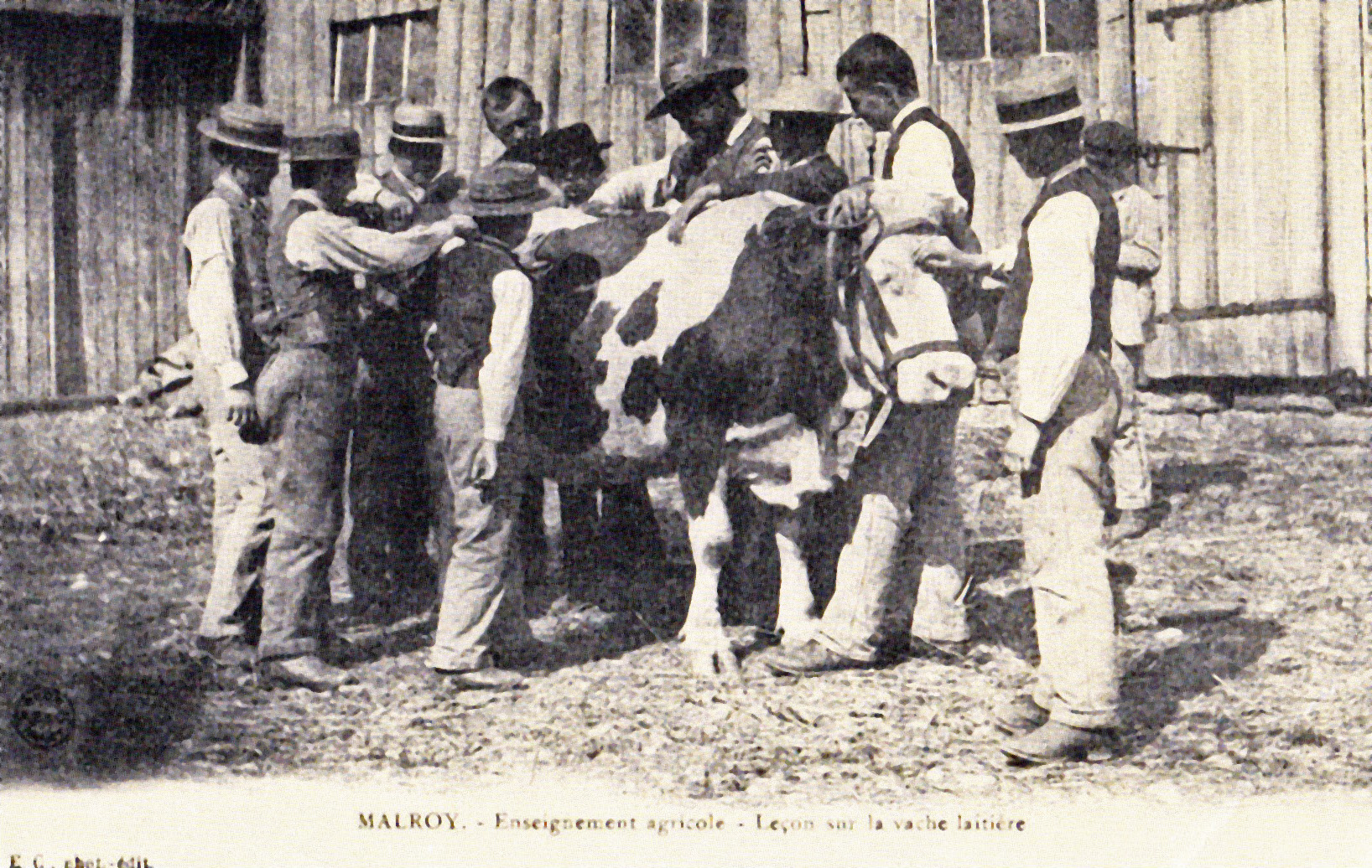 Malroy - Enseignement Agricole - Leçon sur la vache laitière