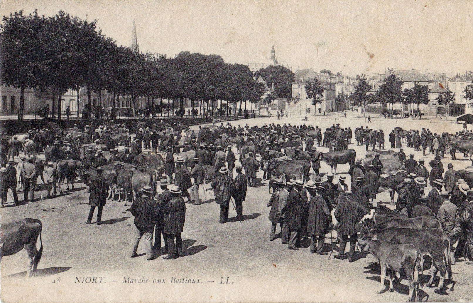 Niort Marché aux bestiaux