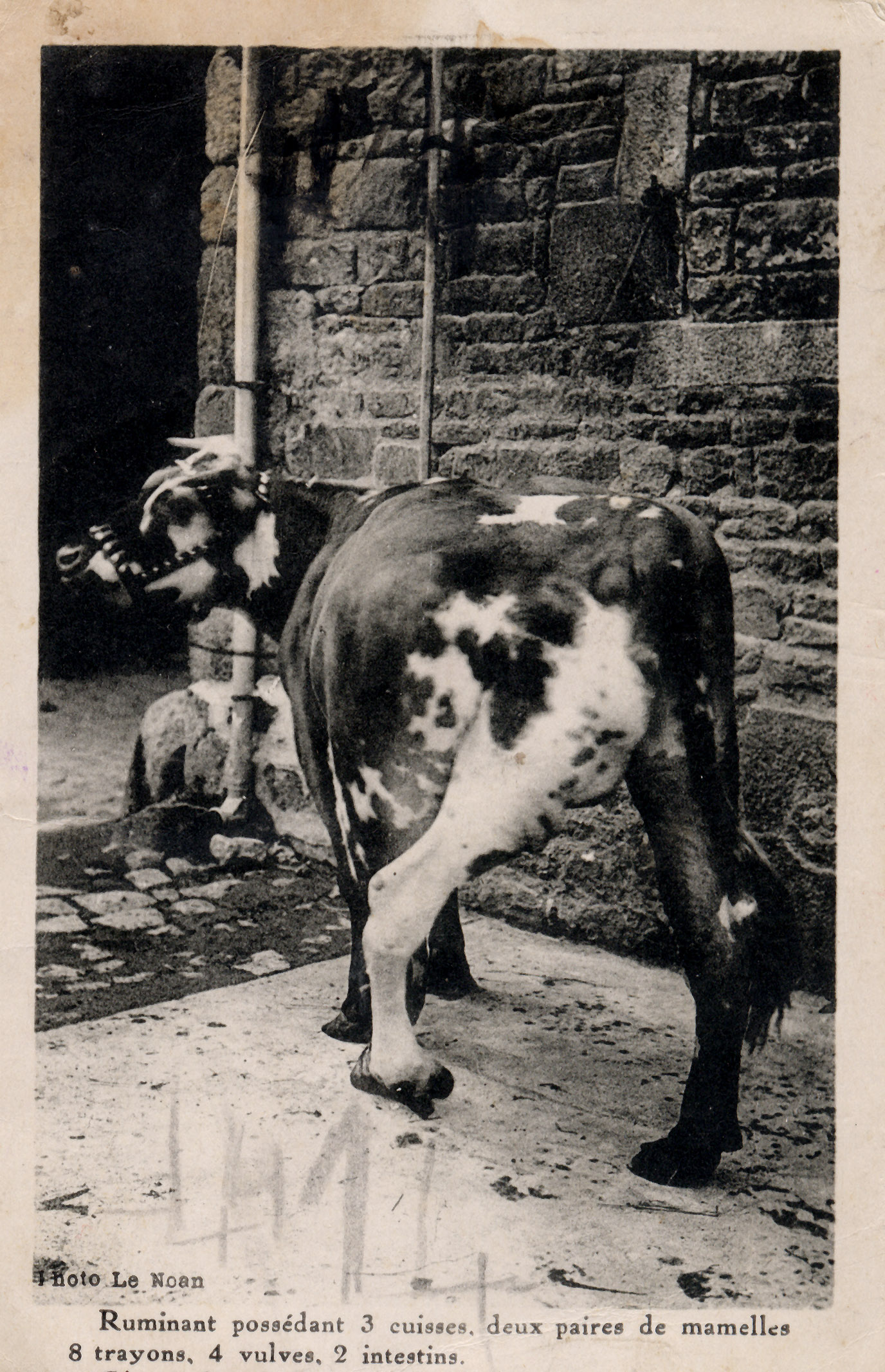 Vache possédant 3 cuisses 2 paires de mamelles 8 trayons 4 vulves et 2 intestins