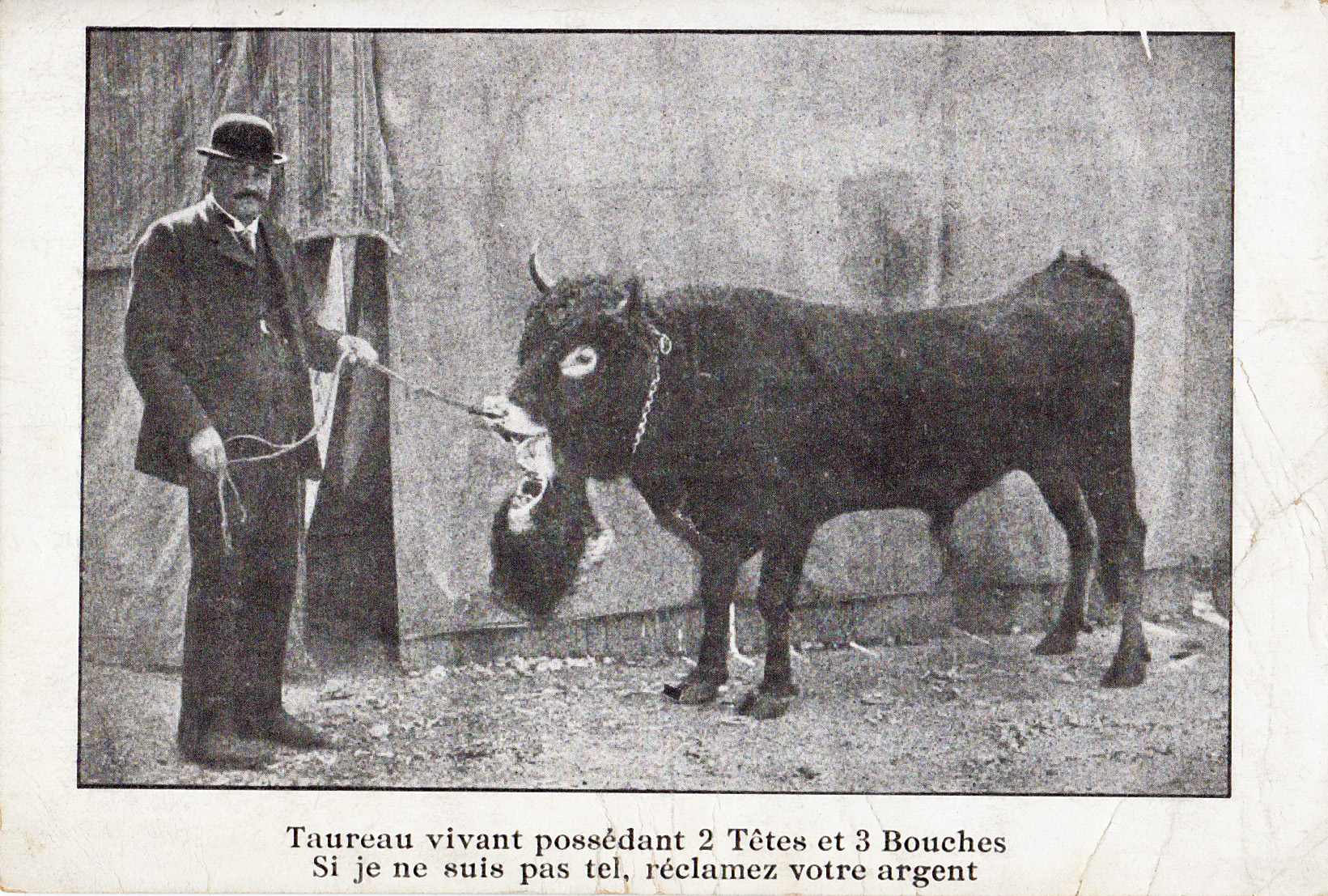 Taureau possédant 2 têtes et 3 bouches