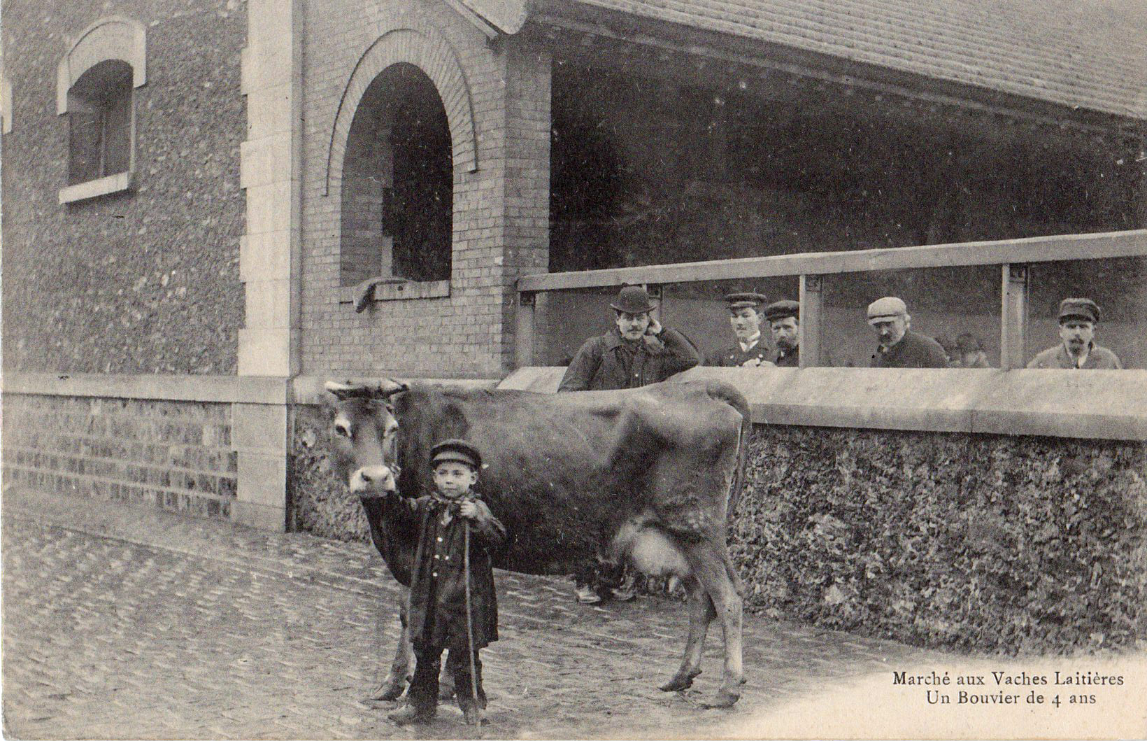 Marché aux vaches laitières - Un bouvier 4 ans