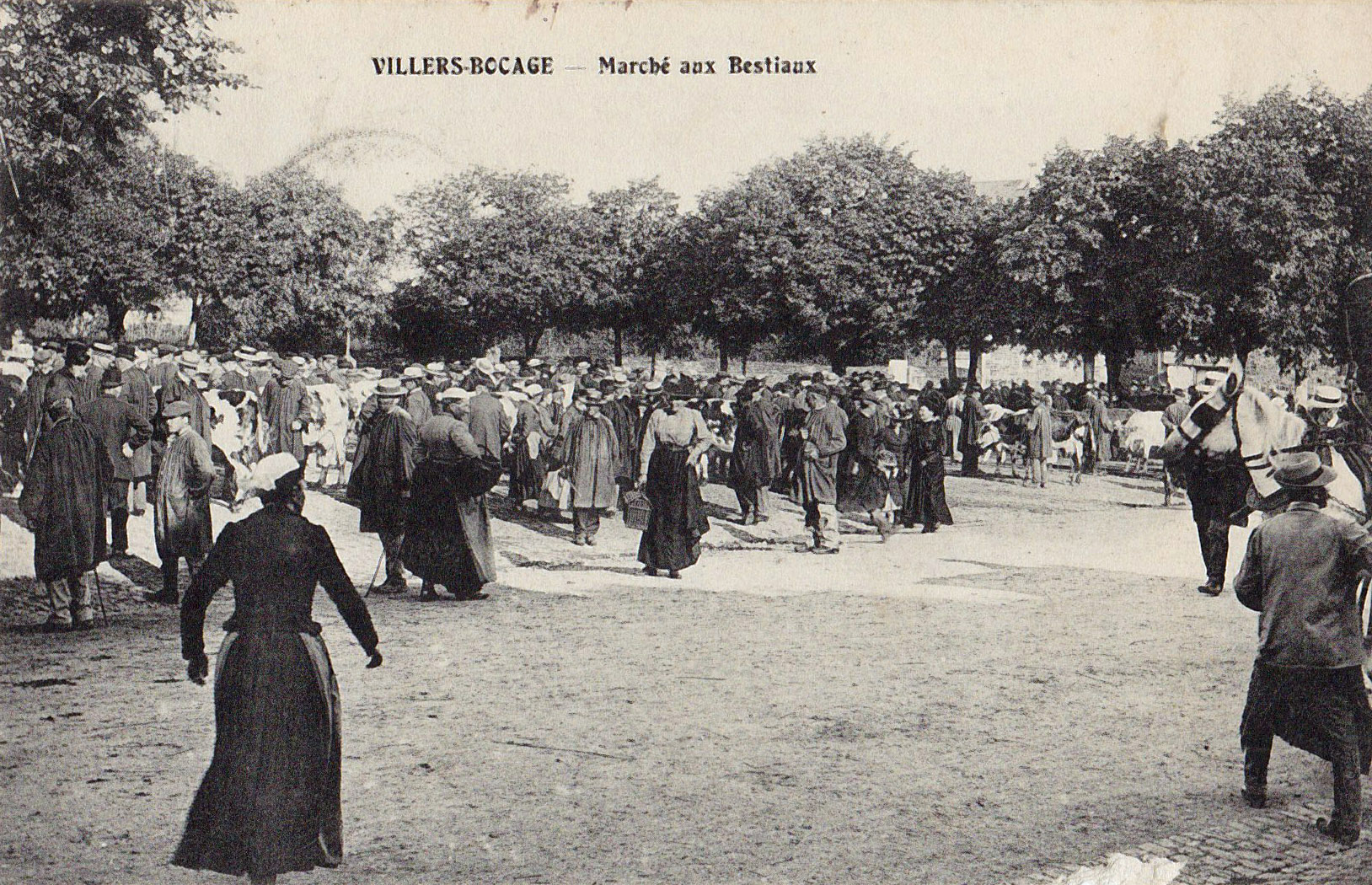 Villers-Bocage Marché aux bestiaux