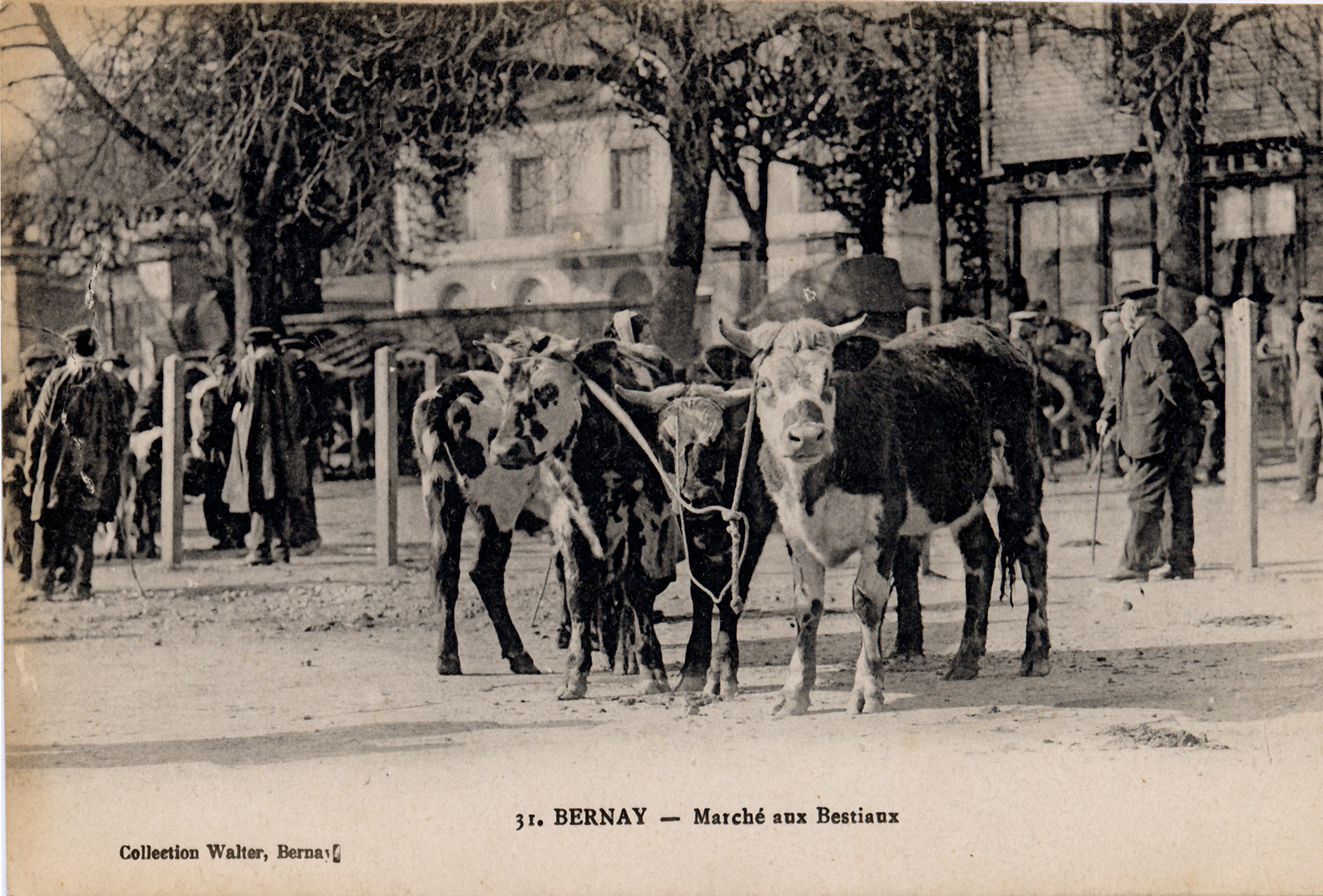 Bernay Marché aux bestiaux